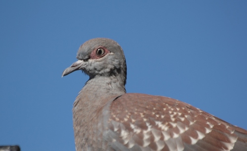 Speckled Pigeon