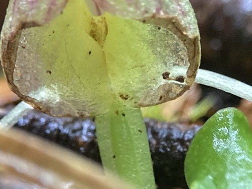 Image of Corybas walliae by (c) Michael Berardozzi, some rights reserved (CC BY)