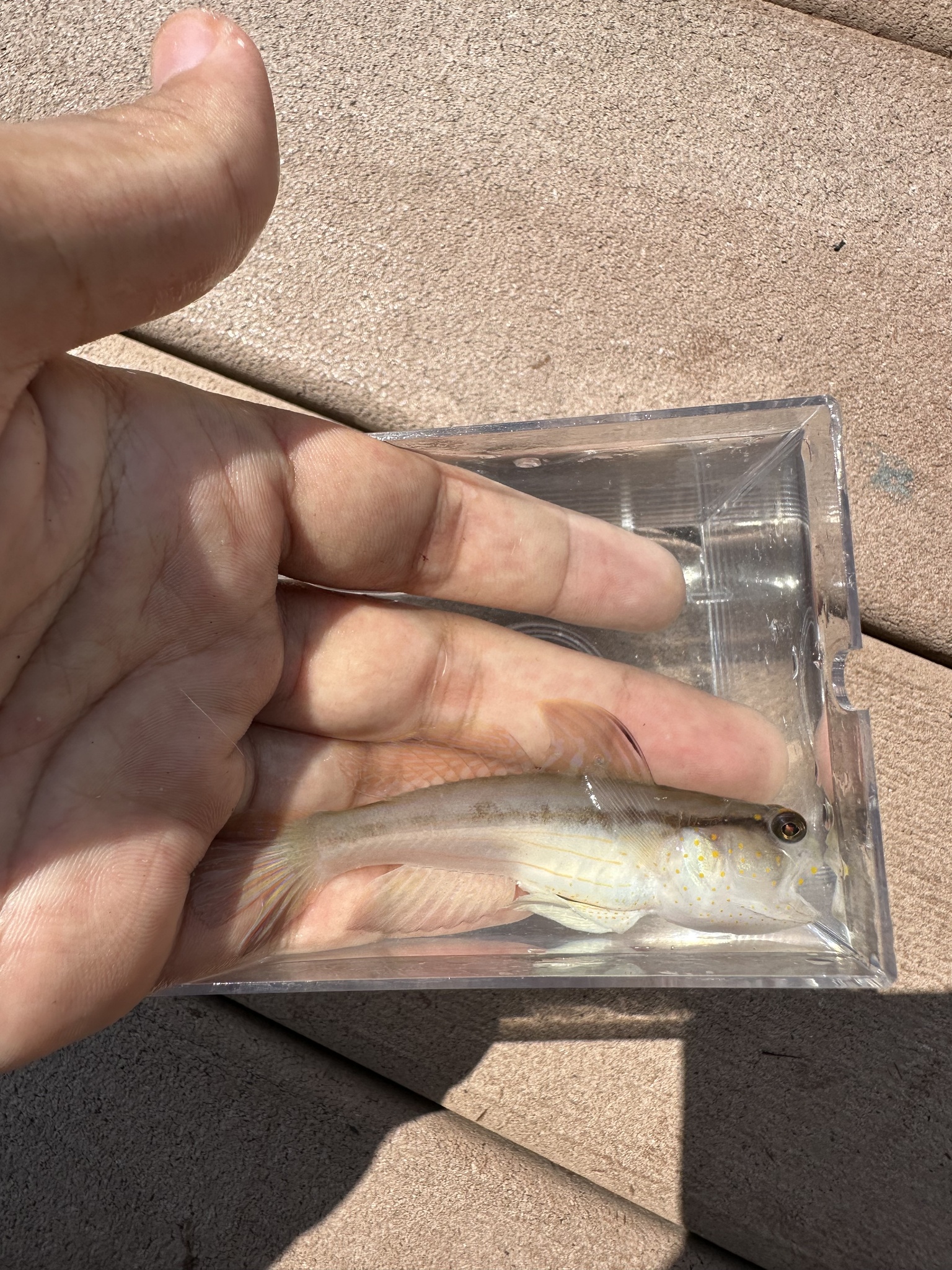 Yellow-Spotted Shrimpgoby photo 6