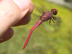 Orthemis macrostigma