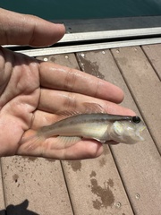 Yellow-Spotted Shrimpgoby photo 3