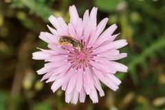 Crepis rubra