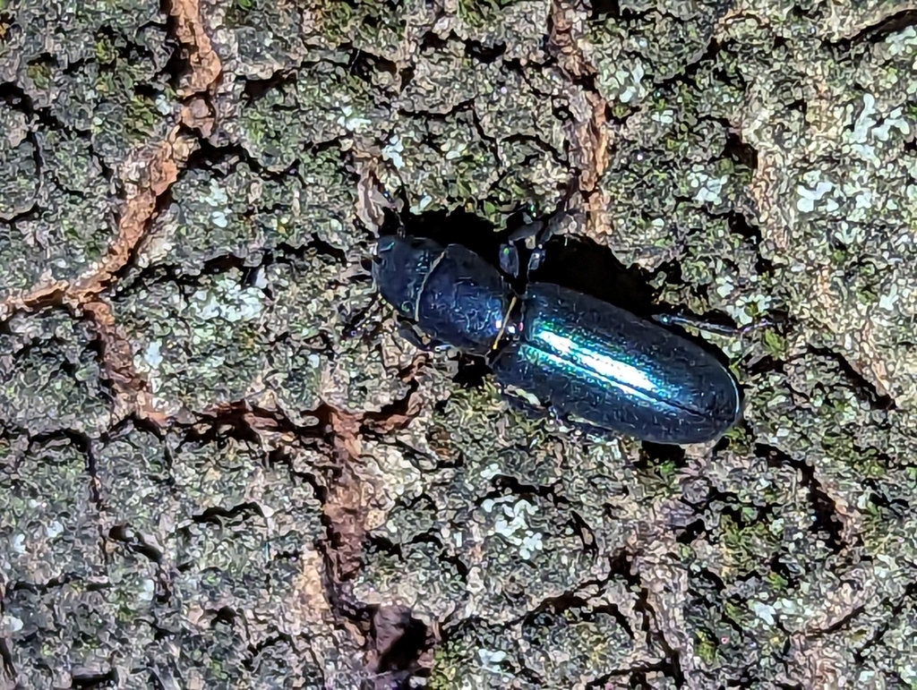 Pine Trogossitid Beetle from Ramona, CA 92065, USA on October 21, 2023 ...