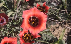 Romulea sabulosa