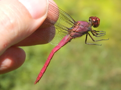 Orthemis macrostigma