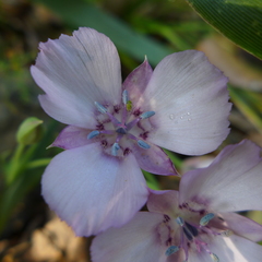 Calochortus umbellatus