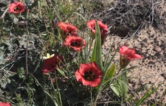 Romulea sabulosa
