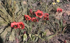 Romulea sabulosa