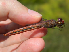 Orthemis macrostigma