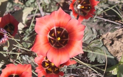 Romulea sabulosa