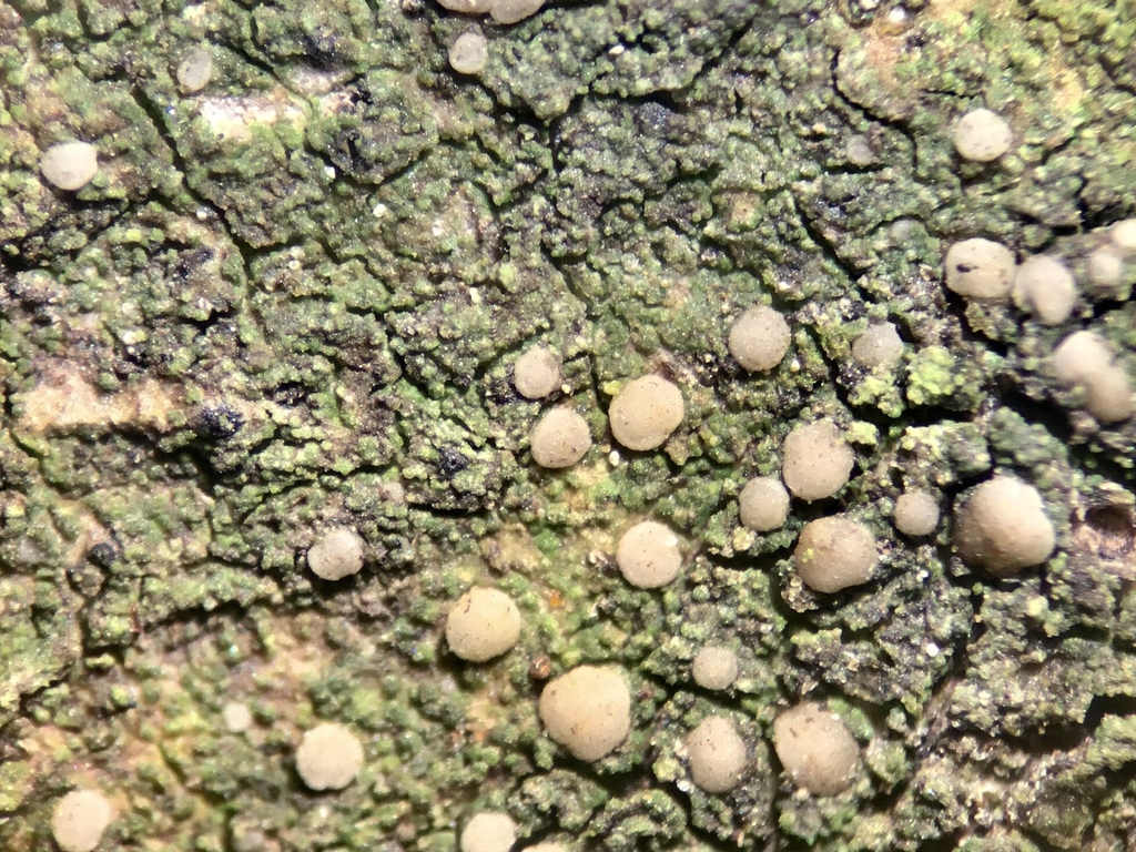 Bacidina brittoniana