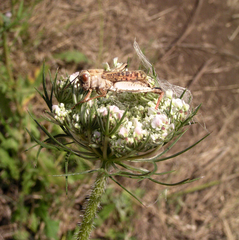 Entomophaga grylli