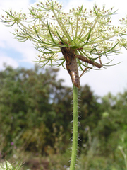 Entomophaga grylli