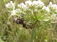 Entomophaga grylli