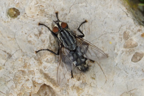 mäsiarkovité (Sarcophagidae)