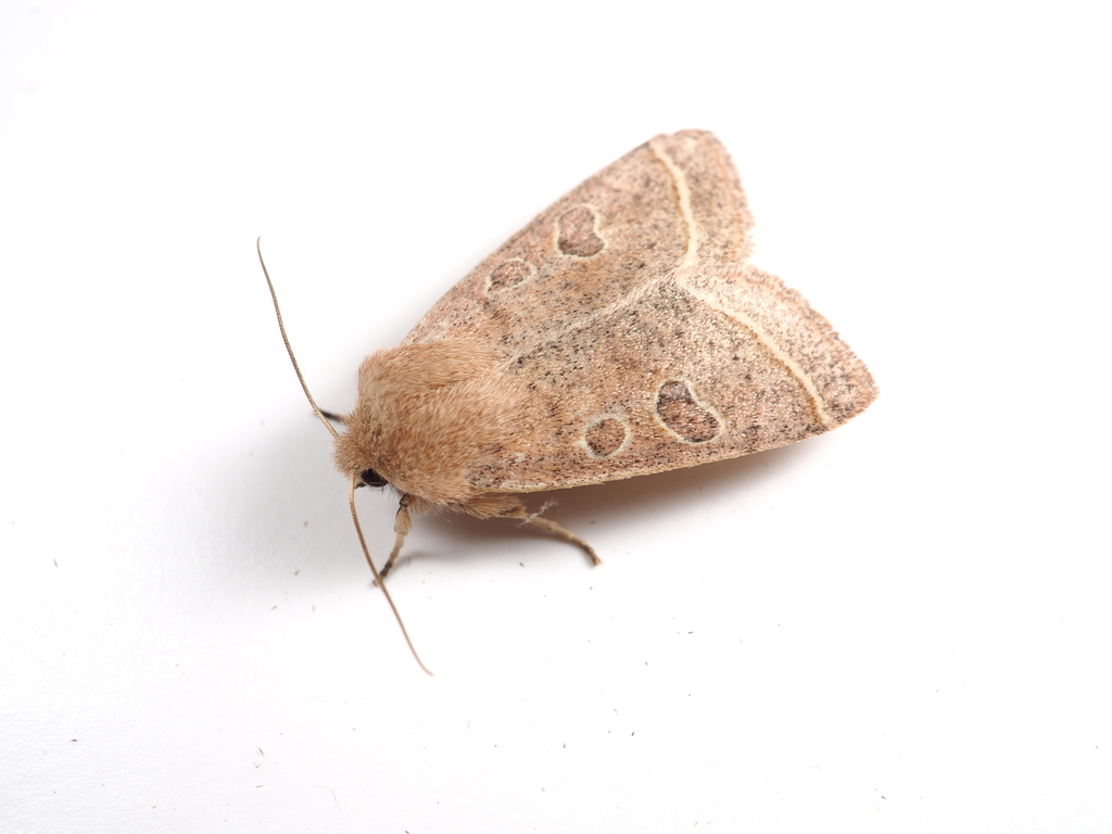 Orthosia paromoea