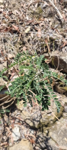 Sophora fraseri, photograph 3