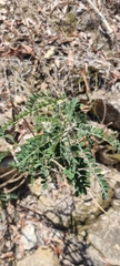 Sophora fraseri, photograph murrayoke, CC BY, iNaturalist via GBIF