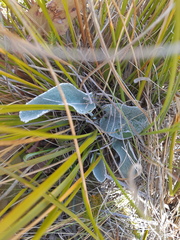 Brachyglottis haastii