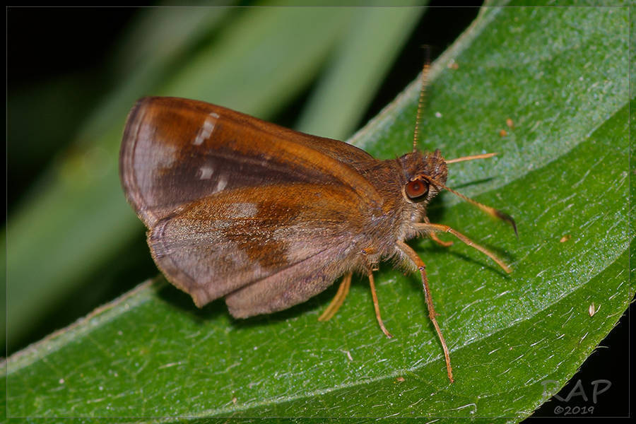 Fawn-spotted Skipper