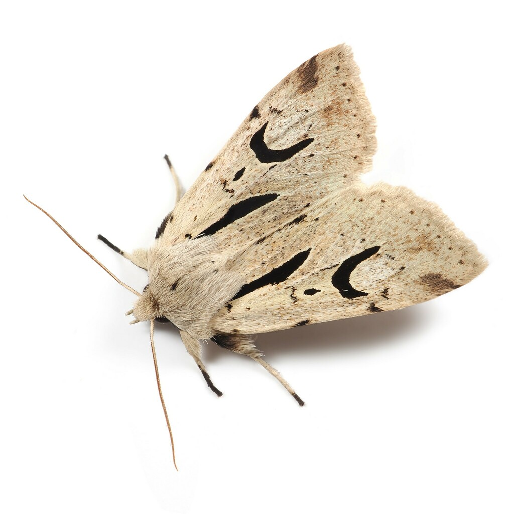 Orthosia nigromaculata