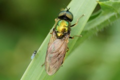 Chloromyia