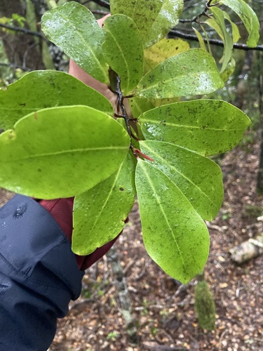 Pseudowintera axillaris (Pseudowintera axillaris)