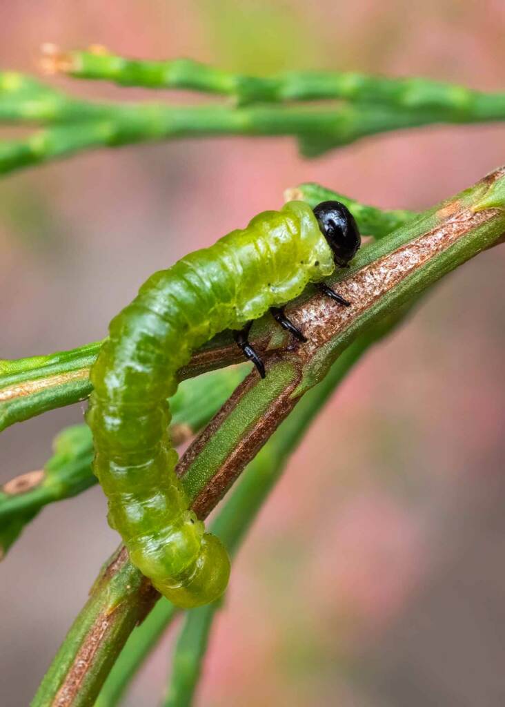 Zenarge turneri
