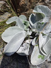 Brachyglottis haastii