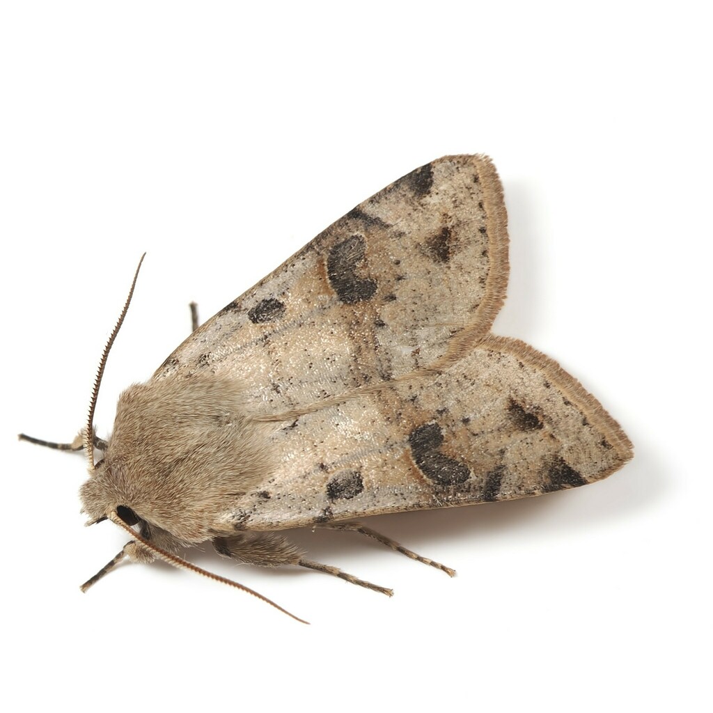 Orthosia yoshizakii
