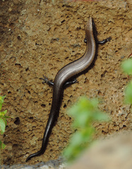 Chalcides coeruleopunctatus