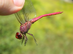 Orthemis macrostigma