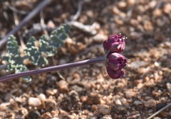 Vesper multinervatus