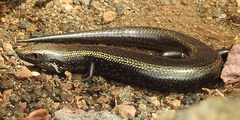 Chalcides coeruleopunctatus