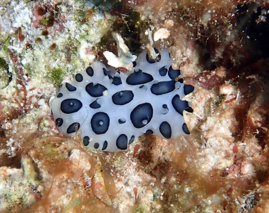 Black Spotted Nudibranch from Turneffe Atoll, Belize (Billy Bob) on ...