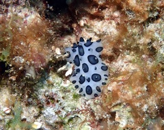 Ceratophyllidia papilligera