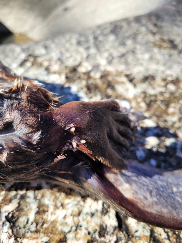 Platypus tick