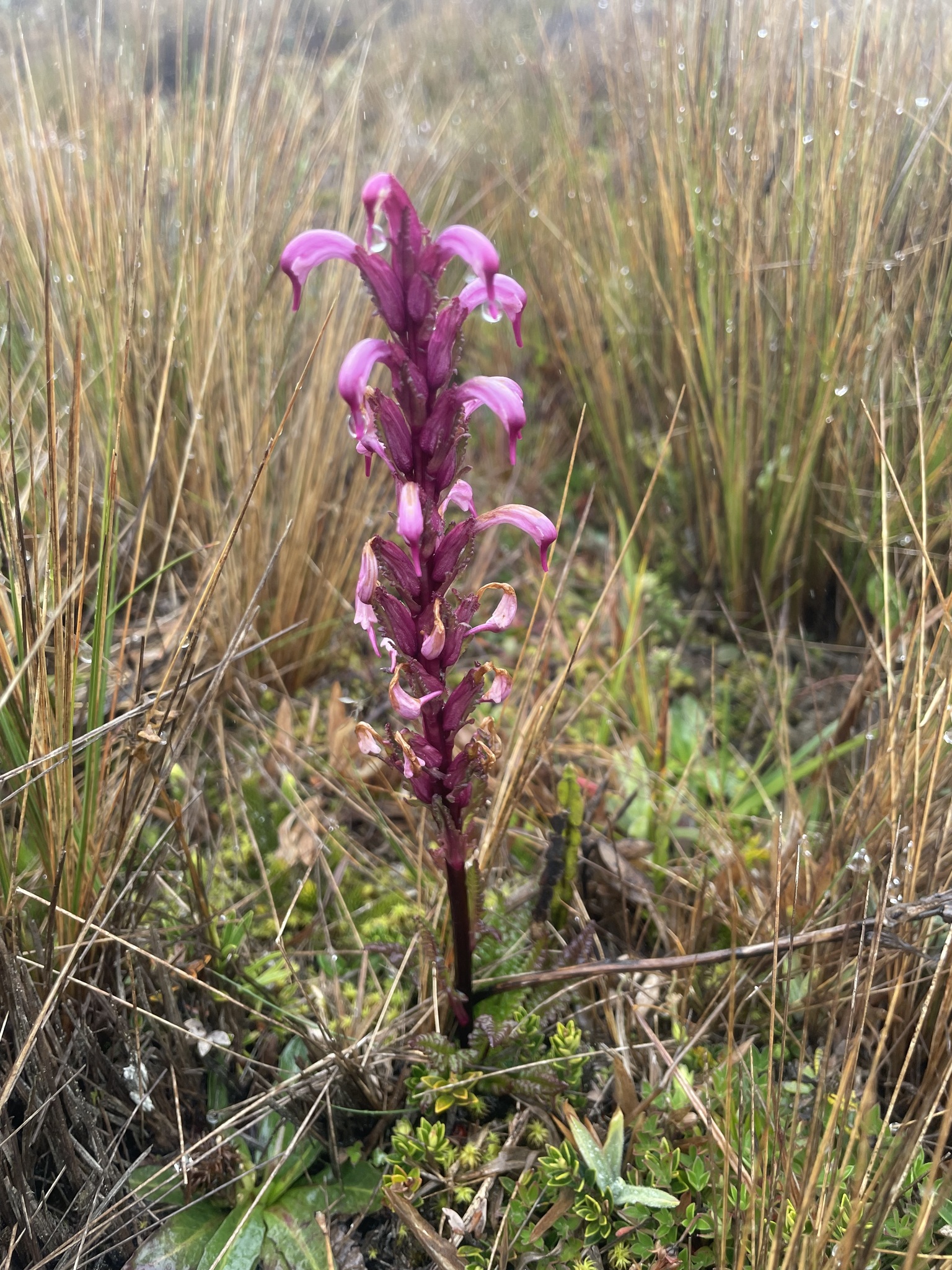 Pedicularis image