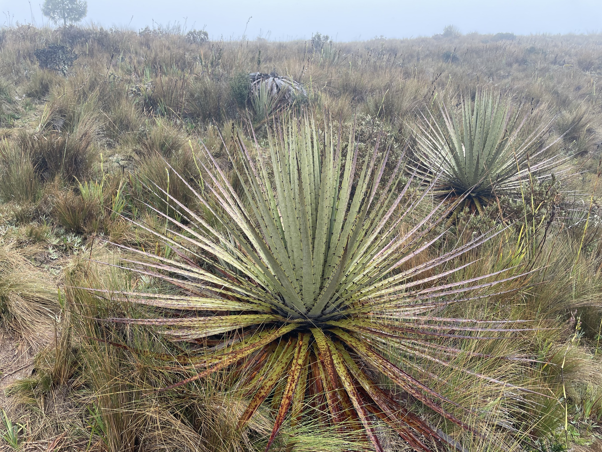 Puya hamata image