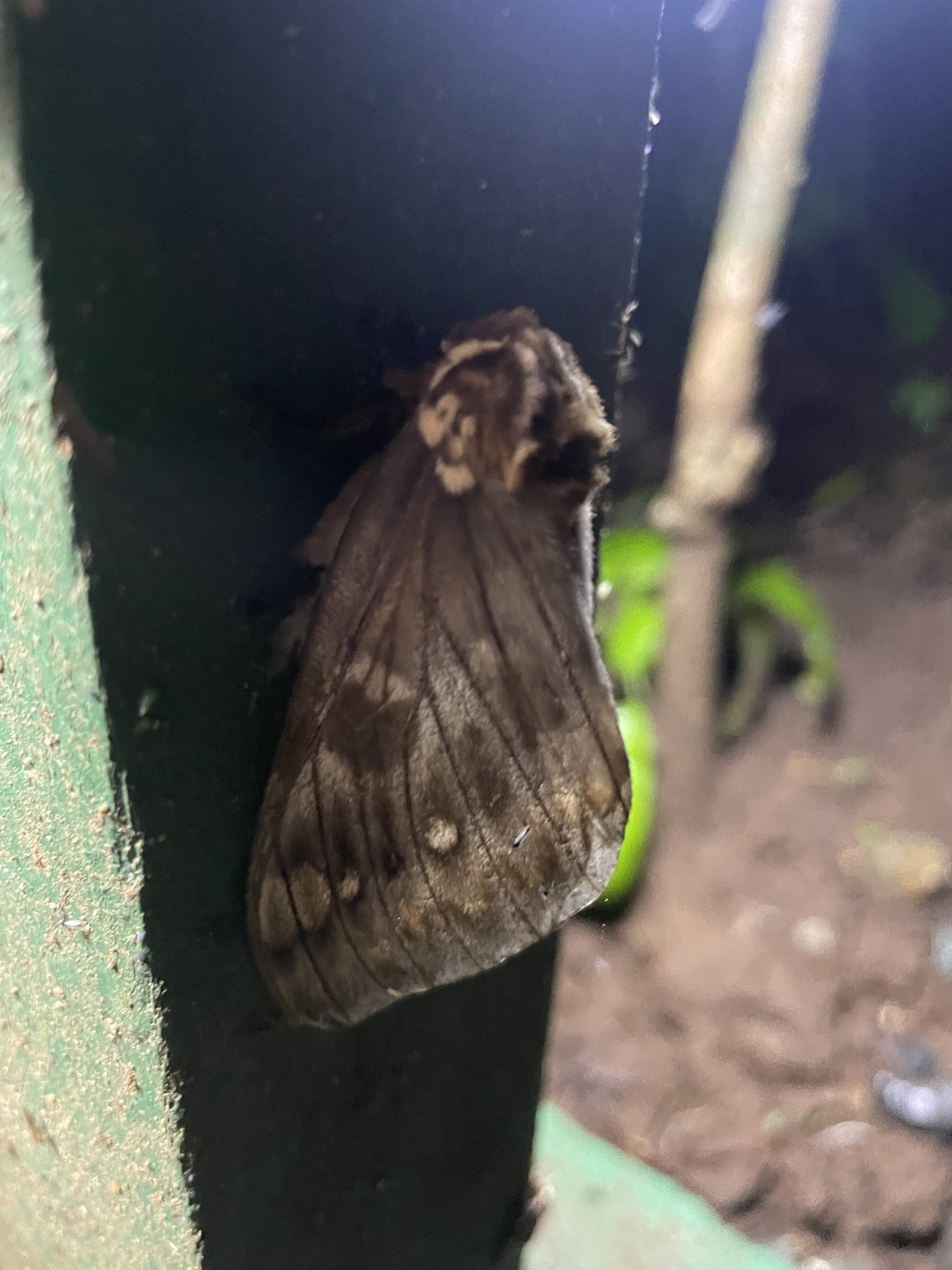 Ceratocampinae image