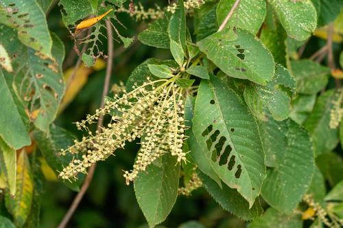 Image of Clethra barbinervis by (c) WATANABE Hitoshi 渡辺仁, some rights reserved (CC BY)