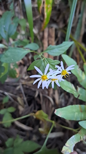 Aster microcephalus iNat (2)