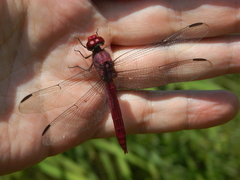 Orthemis macrostigma