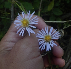 Symphyotrichum simmondsii
