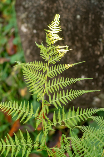 Image of Macrothelypteris viridifrons by (c) WATANABE Hitoshi 渡辺仁, some rights reserved (CC BY)