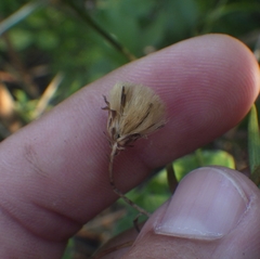 Symphyotrichum simmondsii