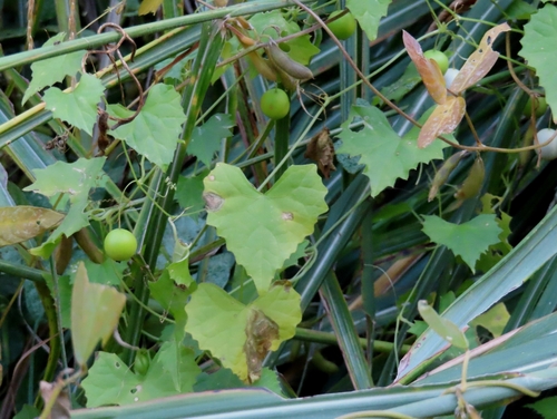 Image of Zehneria japonica by (c) mami_t_t, some rights reserved (CC BY)