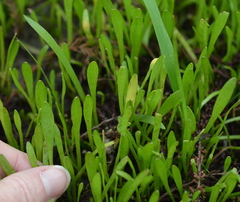 Lilaeopsis carolinensis