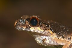 Slender Litter Frog photo 2