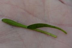 Lilaeopsis carolinensis